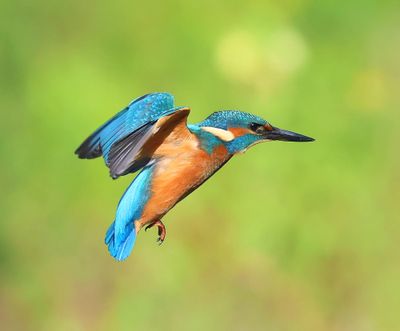 IJsvogel - Common Kingfisher