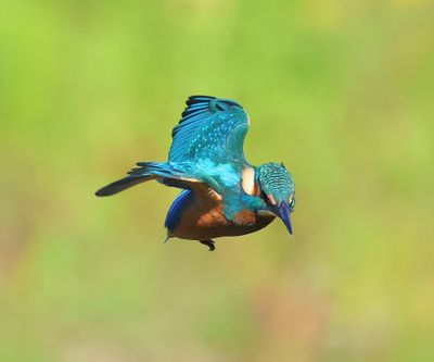 IJsvogel - Common Kingfisher