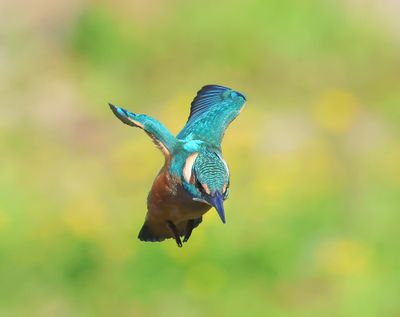 IJsvogel - Common Kingfisher