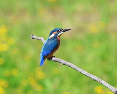 IJsvogel - Common Kingfisher