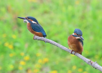 IJsvogels - Kingfishers