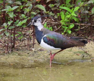 Kievit - Northern Lapwing