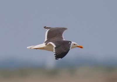 Kleine Mantelmeeuw - Lesser Black-backed Gull
