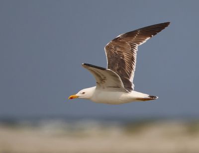 Kleine Mantelmeeuw - Lesser Black-backed Gull