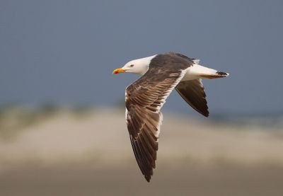 Kleine Mantelmeeuw - Lesser Black-backed Gull
