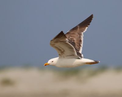 Kleine Mantelmeeuw - Lesser Black-backed Gull