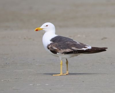 Kleine Mantelmeeuw - Lesser Black-backed Gull