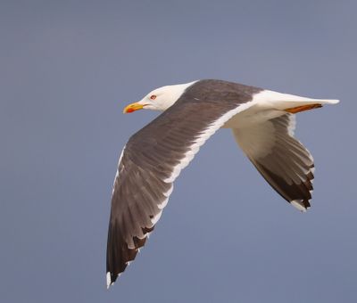 Kleine Mantelmeeuw - Lesser Black-backed Gull