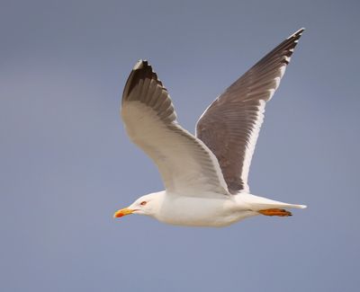 Kleine Mantelmeeuw - Lesser Black-backed Gull