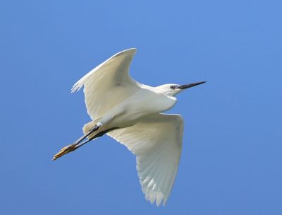 Kleine Zilverreiger - Little Egret
