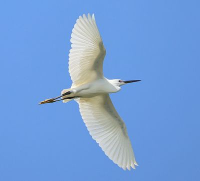 Kleine Zilverreiger - Little Egret