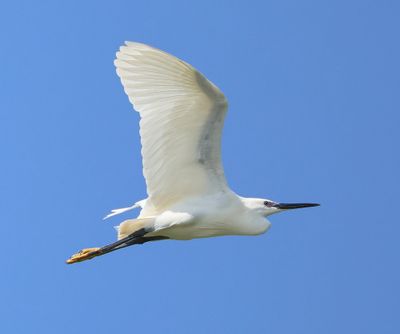 Kleine Zilverreiger - Little Egret