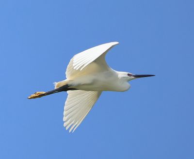 Kleine Zilverreiger - Little Egret