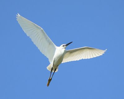 Kleine Zilverreiger - Little Egret