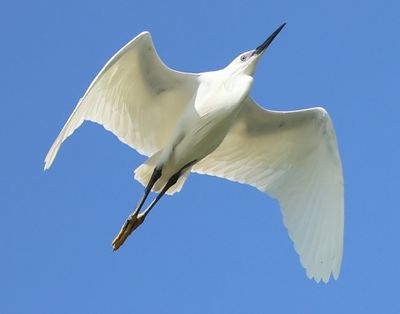 Kleine Zilverreiger - Little Egret