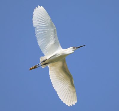Kleine Zilverreiger - Little Egret