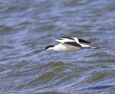Kluut - Pied Avocet