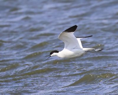 Kluut - Pied Avocet