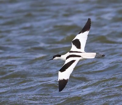 Kluut - Pied Avocet