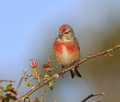 Kneu - Common Linnet