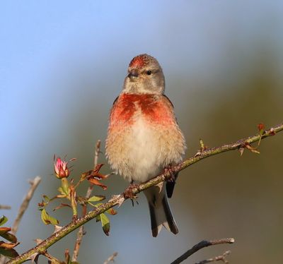 Kneu - Common Linnet