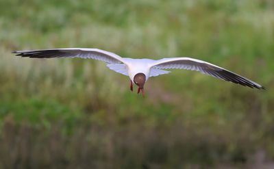 Kokmeeuw - Black-headed Gull