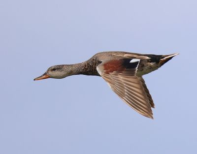 Krakeend - Gadwall