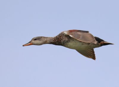 Krakeend - Gadwall