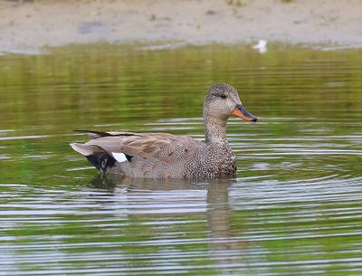 Krakeend - Gadwall