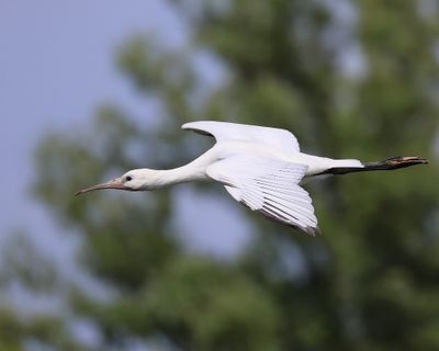 Lepelaar - Eurasian Spoonbill