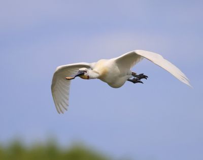 Lepelaar - Eurasian Spoonbill