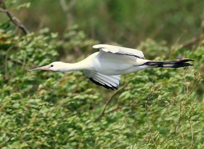 Lepelaar - Eurasian Spoonbill