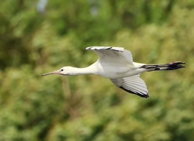 Lepelaar - Eurasian Spoonbill