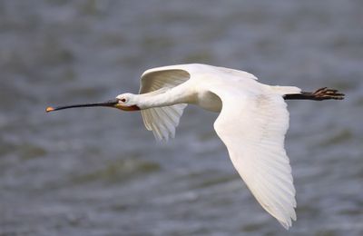 Lepelaar - Eurasian Spoonbill