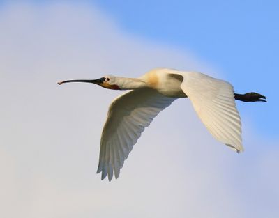 Lepelaar - Eurasian Spoonbill