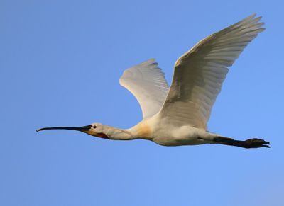 Lepelaar - Eurasian Spoonbill