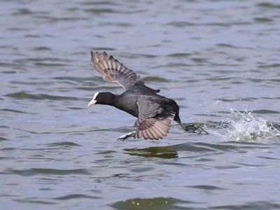 Meerkoet - Eurasian Coot