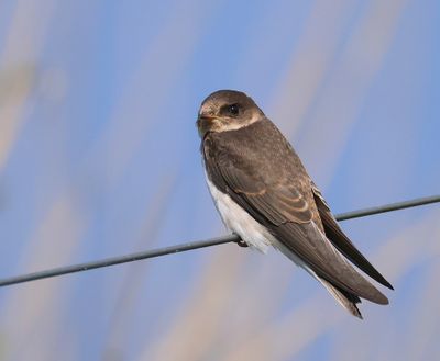 Oeverzwaluw - Sand Martin