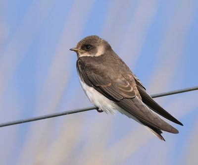 Oeverzwaluw - Sand Martin