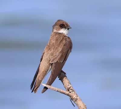 Oeverzwaluw - Sand Martin