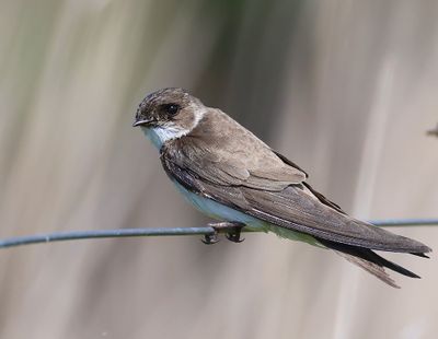 Oeverzwaluw - Sand Martin