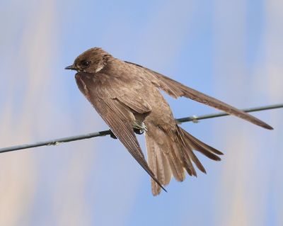Oeverzwaluw - Sand Martin