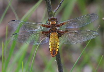 Platbuik - Broad-bodied Chaser