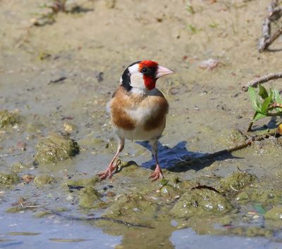 Putter - European Goldfinch