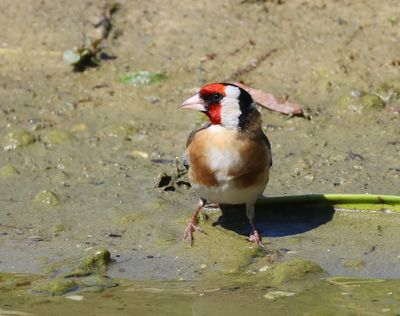 Putter - European Goldfinch