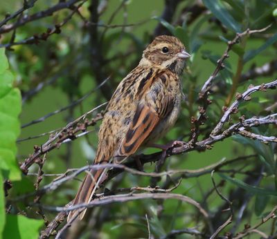 Rietgors - Common Reed Bunting