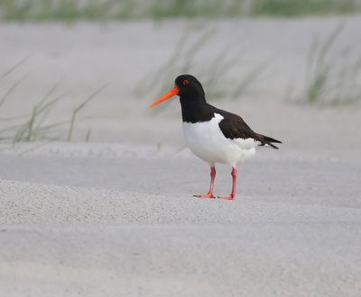 Scholekster - European Oystercatcher