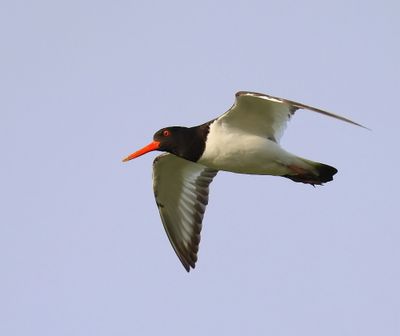 Scholekster - European Oystercatcher