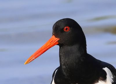 Scholekster - European Oystercatcher