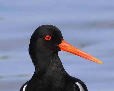 Scholekster - European Oystercatcher